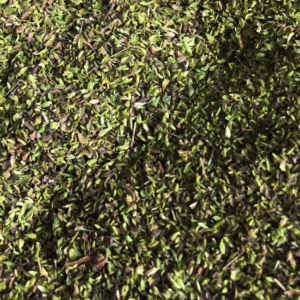 Orégano Argentino 100g (Granel)